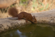 Esquirol (Sciurus vulgaris)