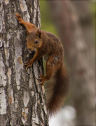 Esquirol (Sciurus vulgaris)