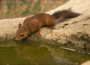 Esquirol (Sciurus vulgaris)