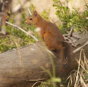 Esquirol (Sciurus vulgaris)