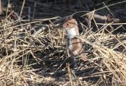 Mostela (Mustela nivalis)