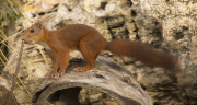 Esquirol (Sciurus vulgaris)