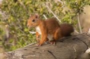 Esquirol (Sciurus vulgaris)