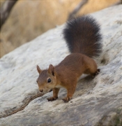 Esquirol (Sciurus vulgaris)