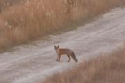 Guineu.(vulpes vulpes)