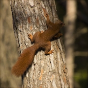 Esquirol (Sciurus vulgaris)n