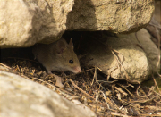 Ratolí de bosc (Apodemus sylvaticus)