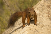 Esquirol (Sciurus vulgaris)