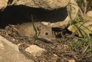 Ratolí de bosc (Apodemus sylvaticus)