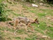 Llop, lobo (Canis lupus)