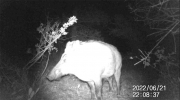 Fotoparany a Vallbona: Senglar solitari atent de nit