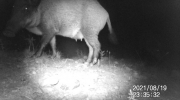 Fotoparany al Montsec: Femelles de senglar i garrins de nit 1/2