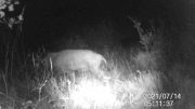 Fotoparany a la Vall d'Àger: Femella de senglar seguida per garrins de nit 1/2