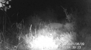 Fotoparany a la Vall d'Àger: Femella de senglar seguida per garrins de nit 1/2