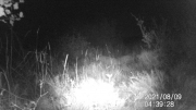 Fotoparany a la Vall d'Àger: Femella de senglar seguida per garrins de nit 2/2