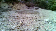 Fotoparany al Montsec: Senglar rebolcant-se en terra seca al capvespre