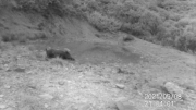 Fotoparany al Montsec: Senglar banyant-se en fang