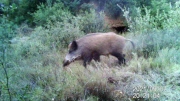 Fotoparany a la Vall d'Àger: Senglar solitari