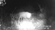 Fotoparany a la Vall d'Àger: Senglar solitari