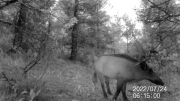 Fotoparany a Vallbona: Senglar solitari ensumant a l'alba