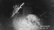 Fotoparany a Vallbona: Senglar solitari ensumant de nit