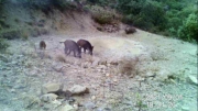 Fotoparany al Montsec: 2 Femelles de senglar i 1 garrí ensumant i bevent