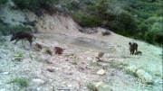 Fotoparany al Montsec: Família de senglars amb la mare coixa
