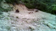 Fotoparany al Montsec: Intent de còpula de senglars