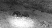 Fotoparany al Montsec: Grup de senglars
