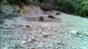 Fotoparany al Montsec: Grup de senglars concentrats a on queda aigua al capvespre