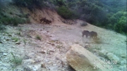 Fotoparany al Montsec: Intent de còpula de senglars