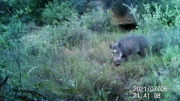 Fotoparany a la Vall d'Àger: Senglar solitari