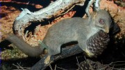 Textures 18, rata esquirolera (Glis glis)