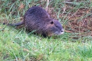 Coipú. ( Myocastor coypus )