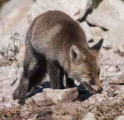 Guineu (Vulpes vulpes)