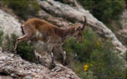 Cabra salvatge (Capra pyrenaica hispanica)