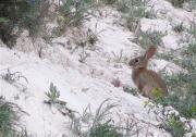 Conill de bosc (Oryctolagus cuniculus)