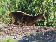 cabra montesa (capra pyrenaica)