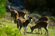 Cabra montés (capra pyrenaica)