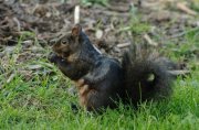 Sciurus carolinensis