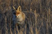 guineu (Vulpes vulpes)