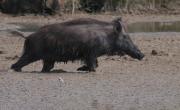 Porc senglar, Jabalí, (Sus Scrofa)