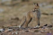 Desde el Paraiso II - Guineu - Zorro (Vulpes vulpes)