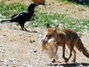 Zorro (vulpes vulpes)