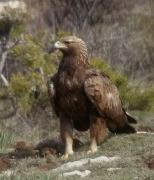 Áliga daurada, aguila real (Aquila chrysaetos)