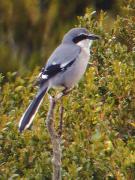 Botxí (Lanius meridionalis)