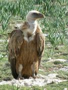 Voltor comú (Gyps fulvus)