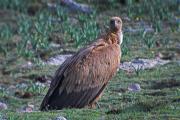 Voltor comú (Gyps fulvus)