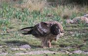 Trencalòs (Gypaetus barbatus)