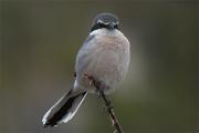 Botxí (Lanius meridionalis)